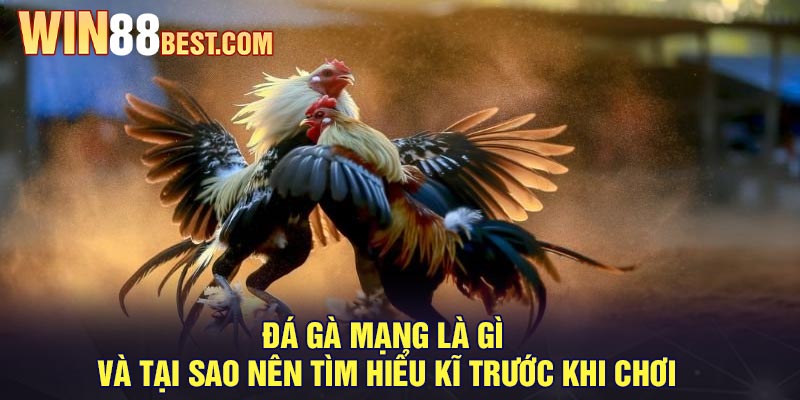 Đá gà mạng là gì và tại sao nên tìm hiểu kĩ trước khi chơi