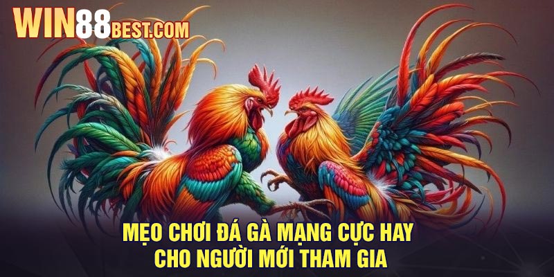 Mẹo chơi đá gà mạng cực hay cho người mới tham gia