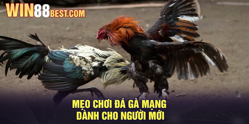 Mẹo chơi đá gà mạng dành cho người mới