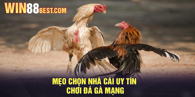 Mẹo chọn nhà cái uy tín chơi đá gà mạng