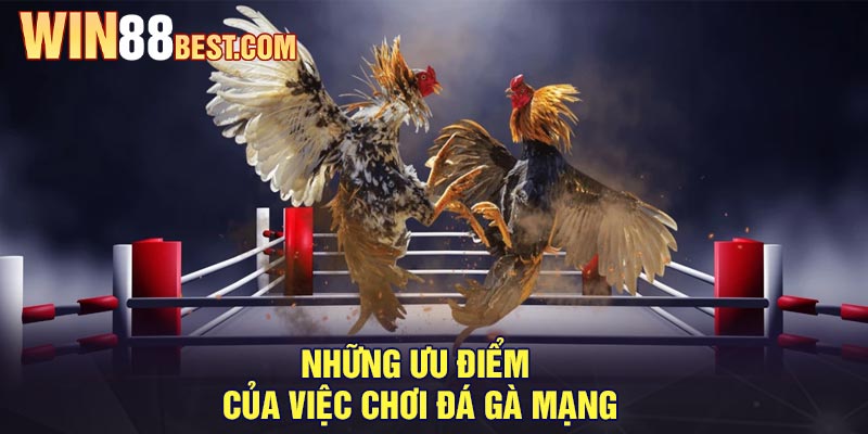 Những ưu điểm của việc chơi đá gà mạng